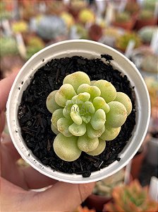Echeveria bill gates (importada)