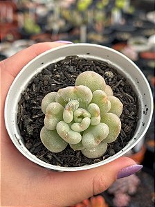 Echeveria bill gates (importada)