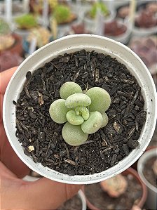 Echeveria bill gates (importada)