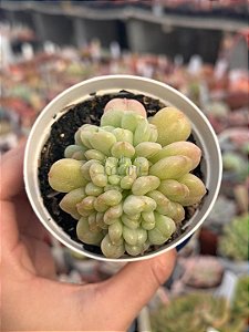 Echeveria bill gates (importada)