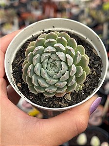 Echeveria mexican X mínima