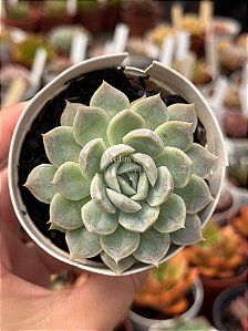 Echeveria mexican snowball
