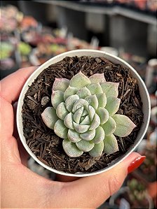 Echeveria mexican snowball