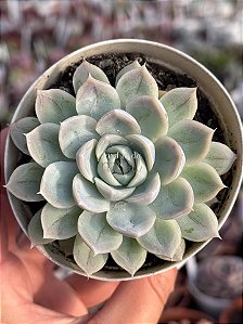 Echeveria mexican snowball