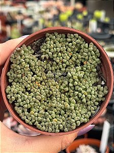 Neohenricia sibbettii