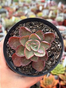 Echeveria baron bold