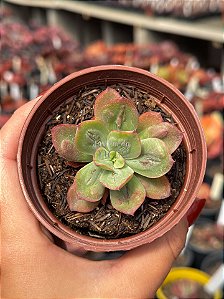 Echeveria baron bold