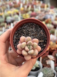 Graptopetalum amethystinum red