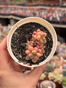 Graptopetalum amethystinum red (colônia)