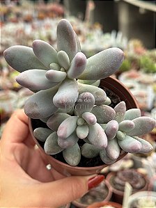 Pachyphytum rzedowskii