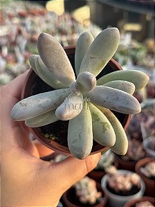 Pachyphytum rzedowskii