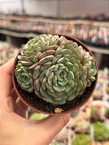 Echeveria mínima (colônia)