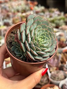 Echeveria mínima (colônia)