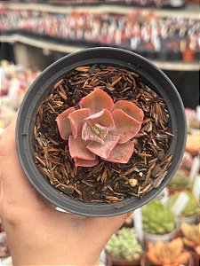Echeveria fury variegata