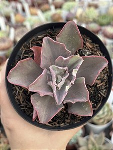 Echeveria fury variegata