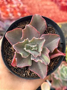 Echeveria fury variegata
