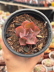 Echeveria fury variegata