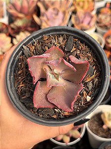 Echeveria fury variegata (sem raiz)