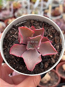 Echeveria fury variegata