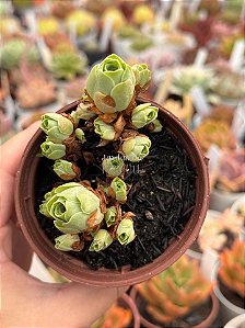 Aeonium greenovia dodrentalis (colônia)