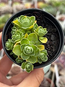 Aeonium greenovia dodrentalis (colônia)
