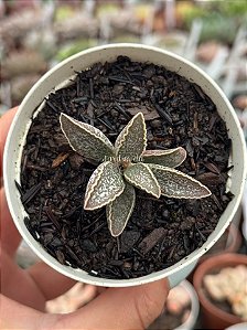Adromischus marianae southclanwilliam