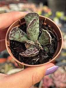 Adromischus cooperi (pata de tartaruga)