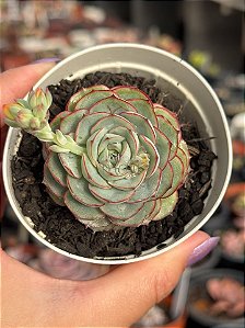 Echeveria cristal white