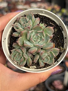 Echeveria halbingerii san Joaquim