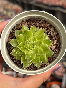 Echeveria flat variegata