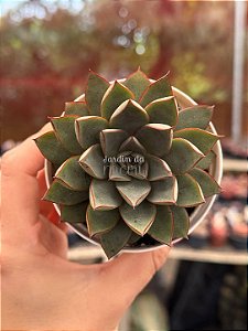 Echeveria ace of hearts (importada)