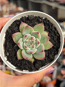Echeveria parva x lindsayana