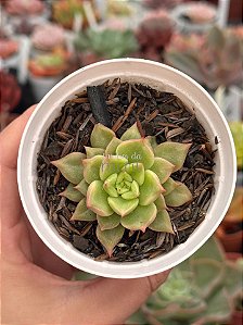 Echeveria tesla