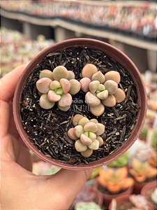 Echeveria polaris heart