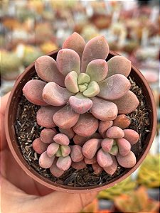 Echeveria polaris heart