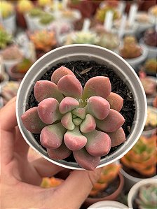 Echeveria polaris heart