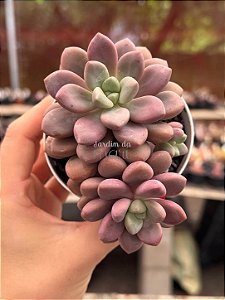 Echeveria polaris heart