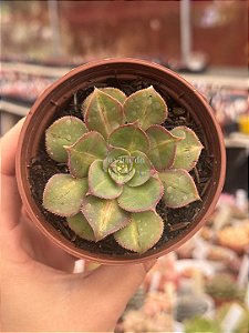 Aeonium lemon lime