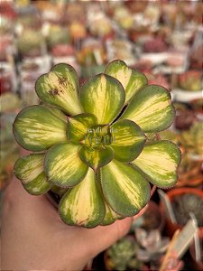 Aeonium lemon lime