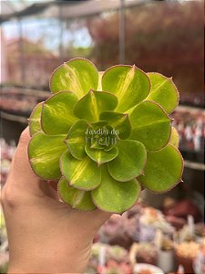 Aeonium lemon lime