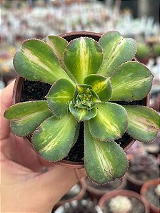 Aeonium lemon lime