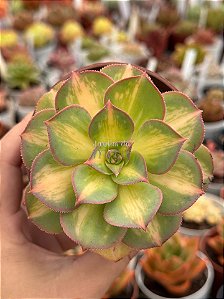 Aeonium lemon lime