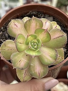Aeonium lemon lime