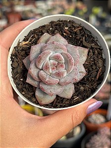 Echeveria orange monroe