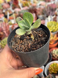 Senecio galpinii caudex