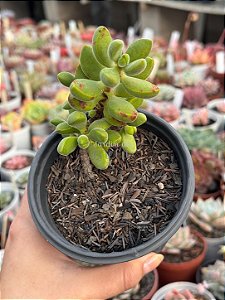 Crassula rogersii