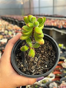 Crassula rogersii