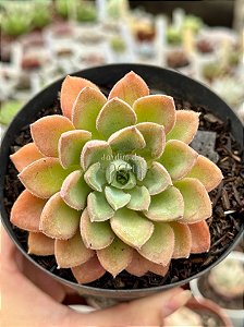 Echeveria Paula híbrida