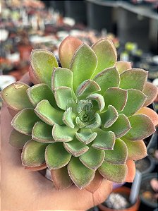 Echeveria Paula híbrida