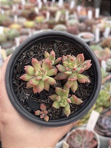 Sedum cuspidatum
